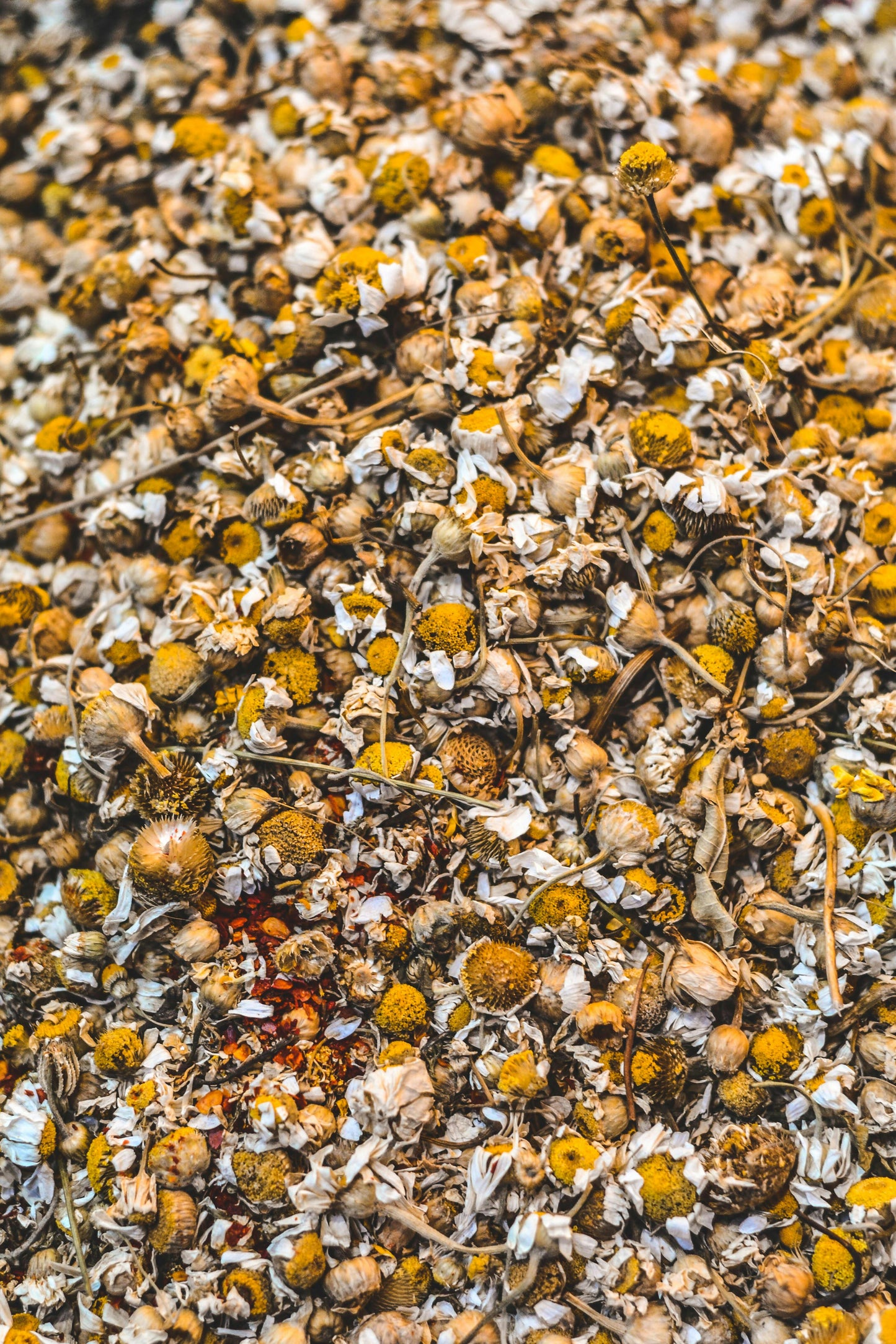 Loose leaf chamomile tea flowers