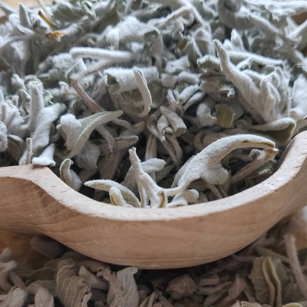 Dried sage leaves for herbal tea