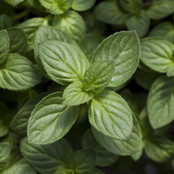 Teas - Peppermint Tea