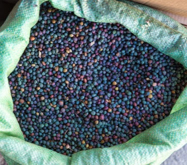 Mastic Seeds - Pistacia Lentiscus